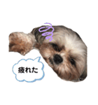 ぷぅの日常¨̮（個別スタンプ：1）