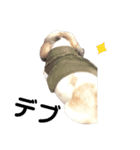 ぷぅの日常¨̮（個別スタンプ：13）