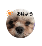 ぷぅの日常¨̮（個別スタンプ：16）