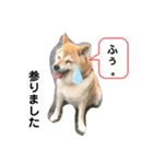 ゆずちゃんスタンプ パート3（個別スタンプ：2）