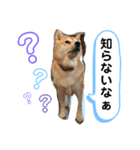 ゆずちゃんスタンプ パート3（個別スタンプ：5）