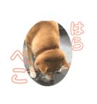 ゆずちゃんスタンプ パート3（個別スタンプ：6）