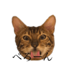 ota cat's（個別スタンプ：1）