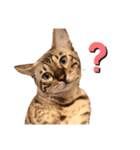 ota cat's（個別スタンプ：5）