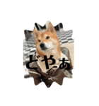 四足歩行の仲間達（個別スタンプ：6）