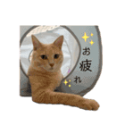3にゃん（個別スタンプ：9）