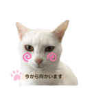 3にゃん（個別スタンプ：24）