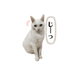 3にゃん（個別スタンプ：25）