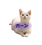 3にゃん（個別スタンプ：28）