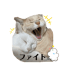 3にゃん（個別スタンプ：30）