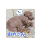 富澤家のマロン❤︎❤︎（個別スタンプ：2）