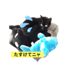 黒猫こったん3-2020夏（個別スタンプ：1）