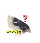 黒猫こったん3-2020夏（個別スタンプ：2）