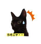 黒猫こったん3-2020夏（個別スタンプ：3）