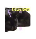 黒猫こったん3-2020夏（個別スタンプ：5）