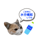 猫の寅次郎くん。vol.4 ～夏（個別スタンプ：15）