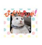 猫の寅次郎くん。vol.4 ～夏（個別スタンプ：34）