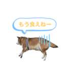 柴犬 ごえもん ver.2（個別スタンプ：2）