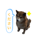 柴犬 ごえもん ver.2（個別スタンプ：4）