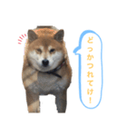 柴犬 ごえもん ver.2（個別スタンプ：6）