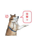 柴犬 ごえもん ver.2（個別スタンプ：12）