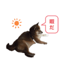 柴犬 ごえもん ver.2（個別スタンプ：13）