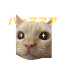 ねこのコロネさん（個別スタンプ：1）
