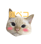 ねこのコロネさん（個別スタンプ：3）