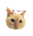 ねこのコロネさん（個別スタンプ：4）