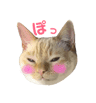 ねこのコロネさん（個別スタンプ：5）