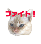 ねこのコロネさん（個別スタンプ：6）