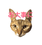 ねこのコロネさん（個別スタンプ：7）