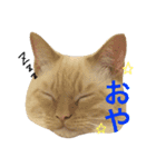ねこのコロネさん（個別スタンプ：10）