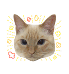 ねこのコロネさん（個別スタンプ：12）