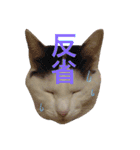 ねこのコロネさん（個別スタンプ：13）