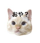 ねこのコロネさん（個別スタンプ：15）