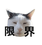 ねこのコロネさん（個別スタンプ：16）