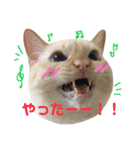 ねこのコロネさん（個別スタンプ：17）