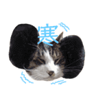 ねこのコロネさん（個別スタンプ：19）