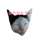 ねこのコロネさん（個別スタンプ：20）
