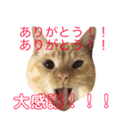ねこのコロネさん（個別スタンプ：22）