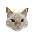 ねこのコロネさん（個別スタンプ：27）