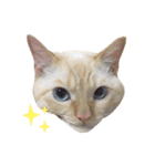 ねこのコロネさん（個別スタンプ：31）