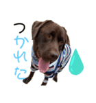 こたろう（チョコラブ4）夏（個別スタンプ：1）