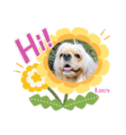 アメリカンコッカースパニエル♡Benji＆Lucy（個別スタンプ：1）