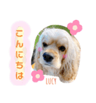 アメリカンコッカースパニエル♡Benji＆Lucy（個別スタンプ：3）