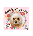アメリカンコッカースパニエル♡Benji＆Lucy（個別スタンプ：5）