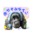 アメリカンコッカースパニエル♡Benji＆Lucy（個別スタンプ：8）