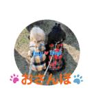 アメリカンコッカースパニエル♡Benji＆Lucy（個別スタンプ：14）