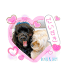 アメリカンコッカースパニエル♡Benji＆Lucy（個別スタンプ：15）